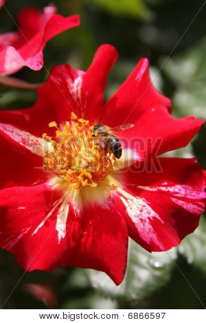 ผึ้งที่รวบรวมละอองเกสรชั้นสี่ของ Rose เดือนกรกฎาคม