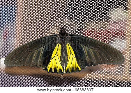 Open Wings Of Male Common Birdwing Butterfly