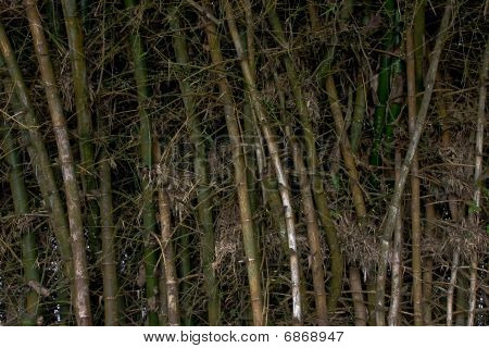 Bambu
