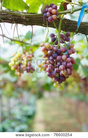 Grape In Gatden At Monjam , Chiangmai ,thailand