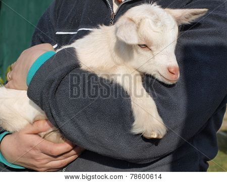 newborn white goat