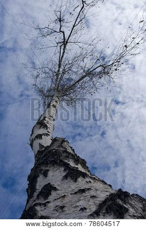 The birch tree against of the sky