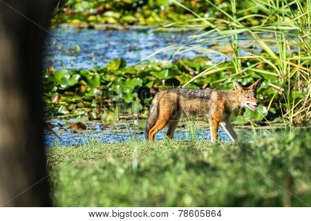 Jackal Wildlife Animal