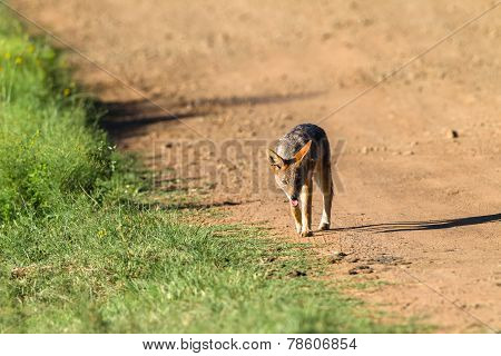 Jackal Wildlife Animal