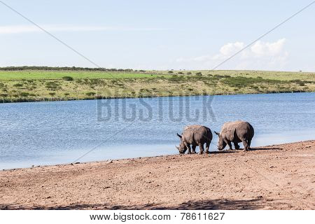 Rhinos Wildlife