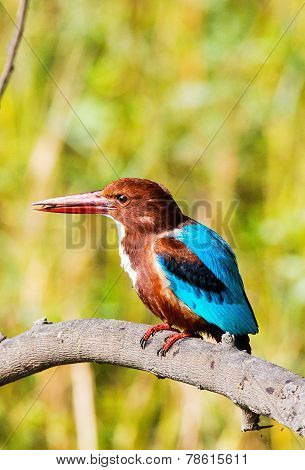 blue Kingfisher bird with insect in beak