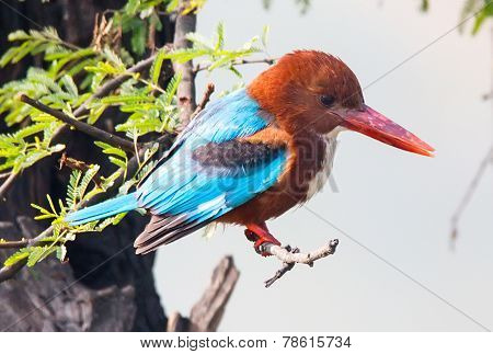 blue Kingfisher bird, on a branch, beak right