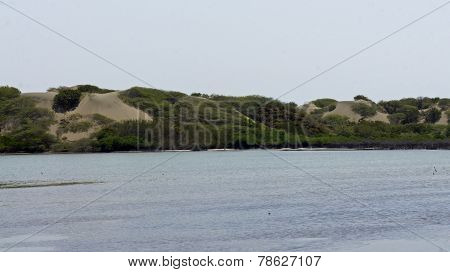 Mangrove Forest