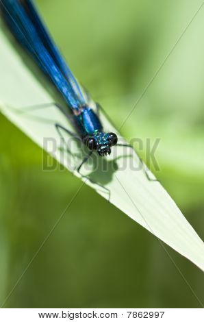 Banded Demoiselle