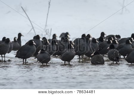 Eurasian Coot  In Winter
