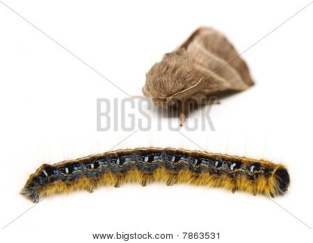 Tenda Caterpillar con falena