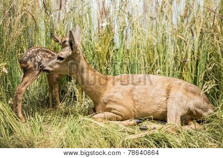 Deer Family