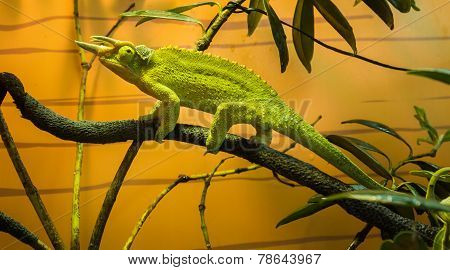 Jackson's Chameleon