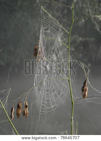 Dew Covered Spiderweb