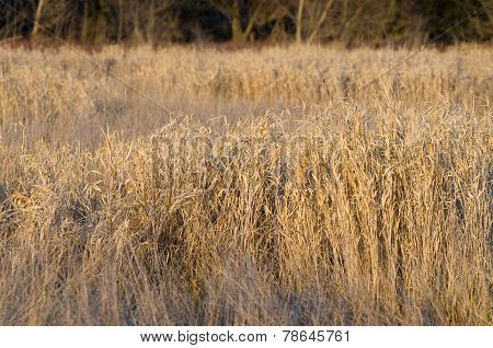 Dried Winter Reeds Closeup