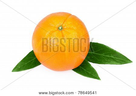 Orange Fruit
