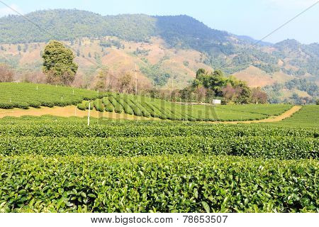Tea Plantation