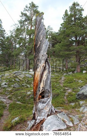 Trank of broken tree.