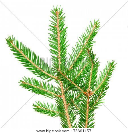green banch of fir isolated on white