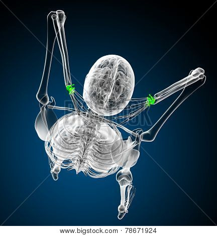 3D Render Medical Illustration Of The Carpal Bone