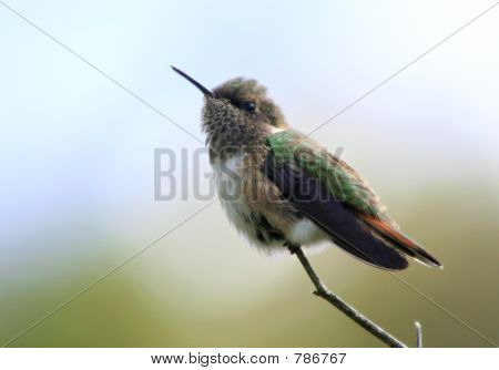 Volcán Colibrí
