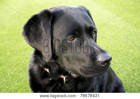 Labrador retiever