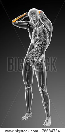 3D Render Medical Illustration Of The Ulna Bone