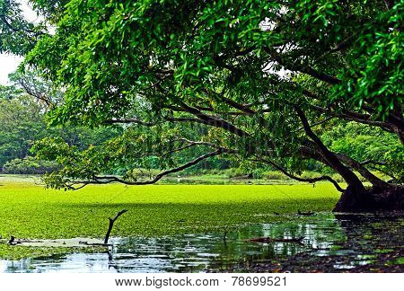 Sri Lanka