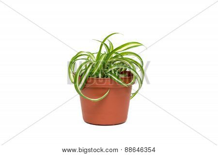 Small Chlorophytum in flowerpot