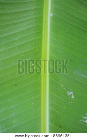 Green Banana Leaf Background Abstract