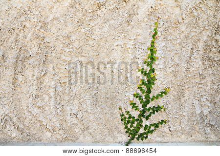 Creeper On The Wall