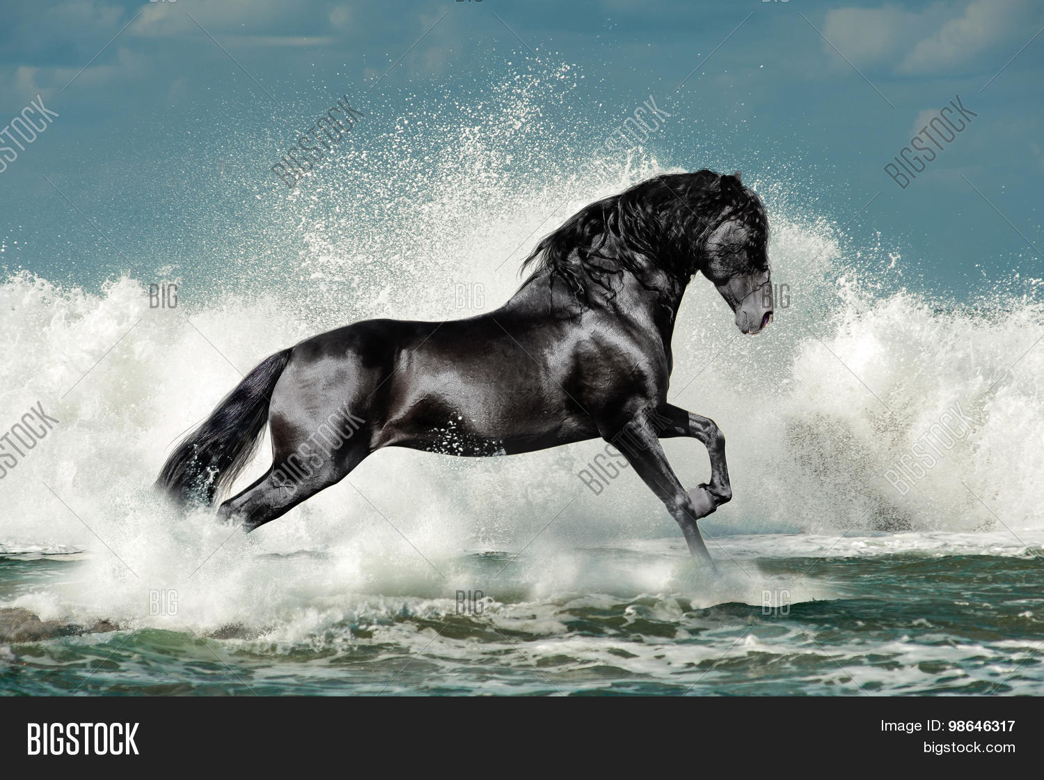 Black Andalusian Image & Photo (Free Trial) | Bigstock