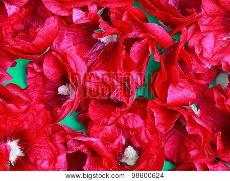 Red Hollyhock Flower Macro Texture Background