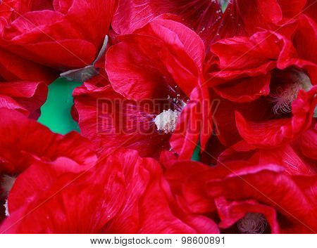 Red Hollyhock Flower Macro Texture Background