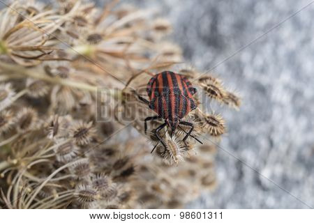 Red striped Graphosoma lineatum/Graphosoma semipunctatum on plant
