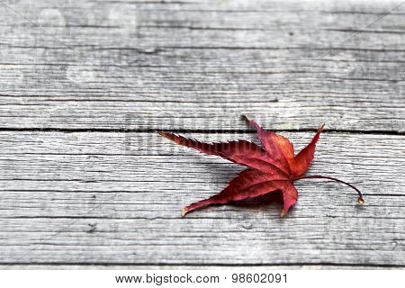 Maple Leaf