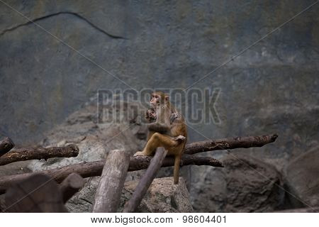 monkey