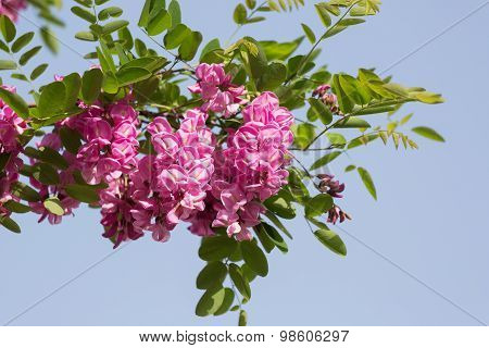 Blossoming Pink Acacia (robinia Viscosa) Against The Sky