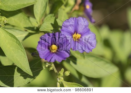 Solanum Rantonnetii Flowers
