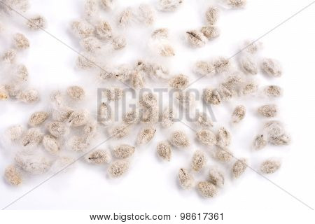 Cotton seeds