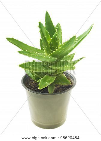 Green leaves of aloe plant close up