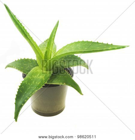 Green leaves of aloe plant close up