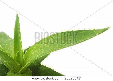 Green leaves of aloe plant close up