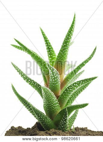 Green leaves of aloe plant close up