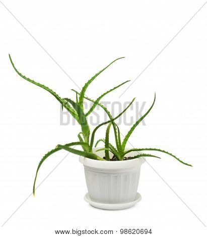 Green leaves of aloe plant