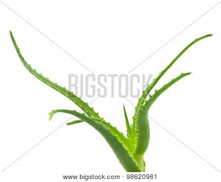 Green leaves of aloe plant