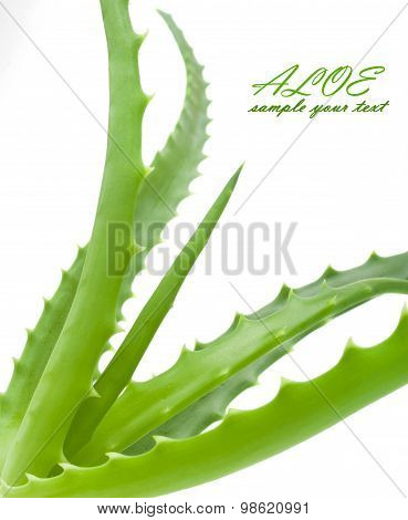 Green leaves of aloe plant