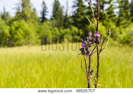 Cirsium Palustre (l.) Scop. (marsh Thistle, European Swamp Thistle)