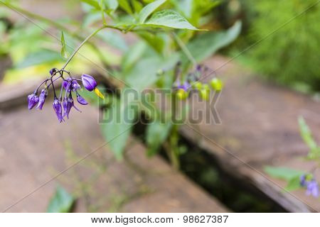 Purple Flowers Solanum Dulcamara