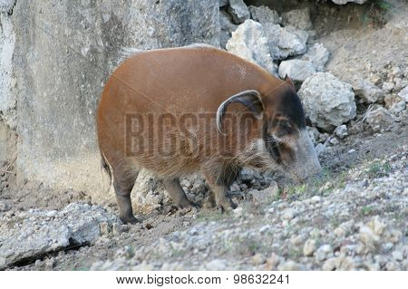 wild pig